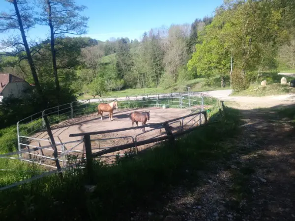 Pferdeboxen in Lamboing Berner Jura zu vermieten Lamboing