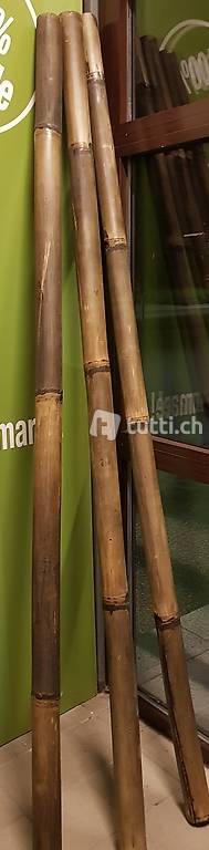 Canne di bambù - Bambusstangen h 220 cm