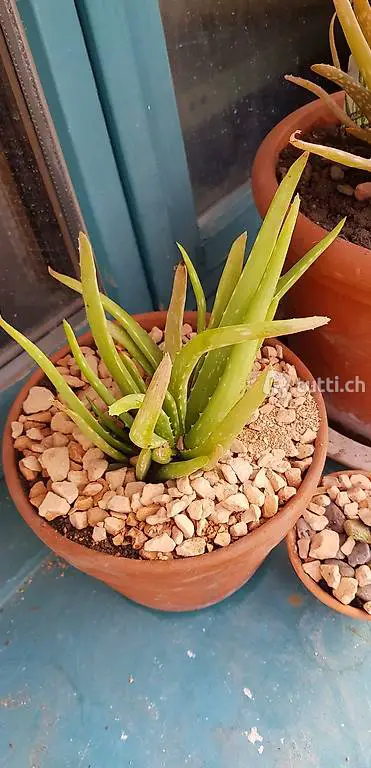Kaktus / Agaven / Aloe / Rosettendickblatt