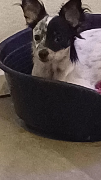 Chihuahua a pelo lungo Chihuahua a pelo lungo