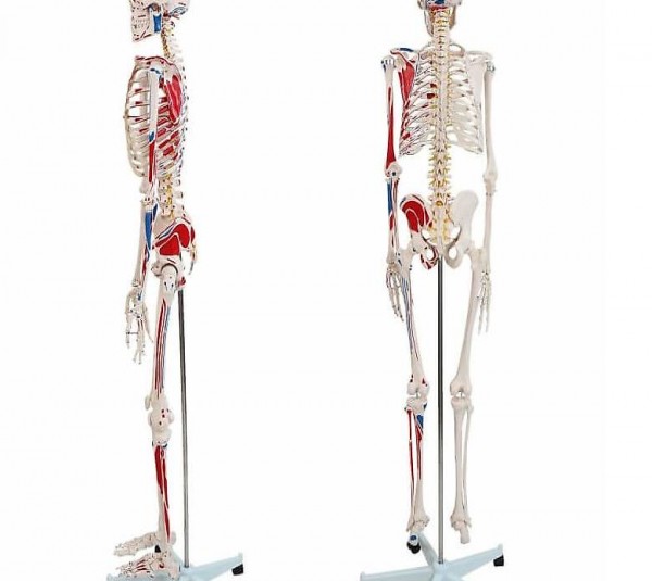  Menschliches Anatomie Skelett ca. 200 Knochen - 181,5 cm