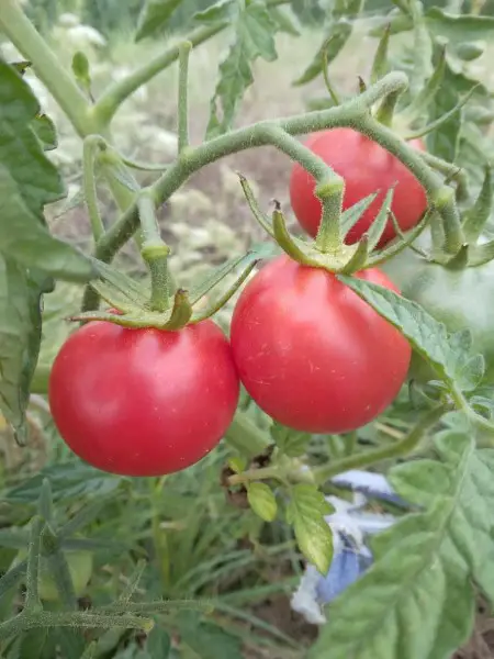 Berner Rose Tomatensamen | samenfeste Stabtomaten Samen