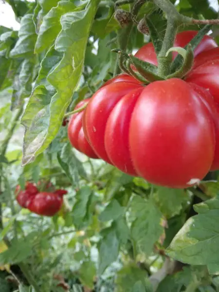 Costoluto Genovese Bio Tomatensamen | samenfest