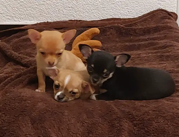 Süsse Chihuahua Welpeli CH