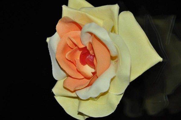 Blume Rose Saugnapf Fenster