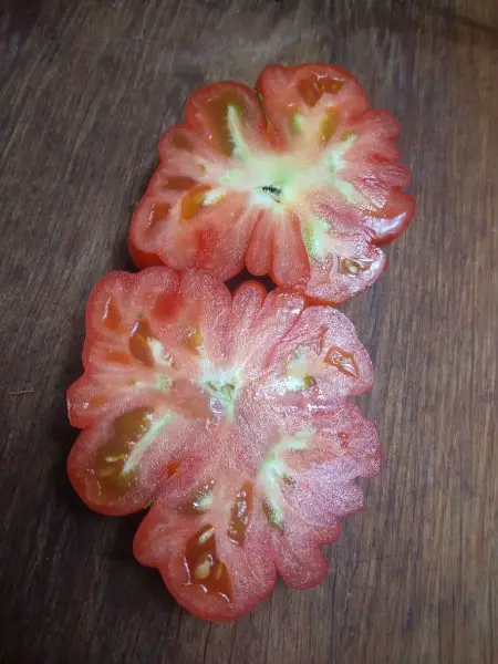 Costoluto Genovese Bio Tomatensamen | samenfest