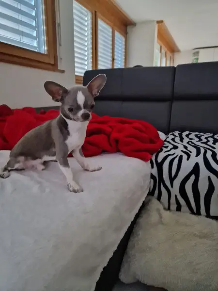 1 Jahr junger Chihuahua Junge