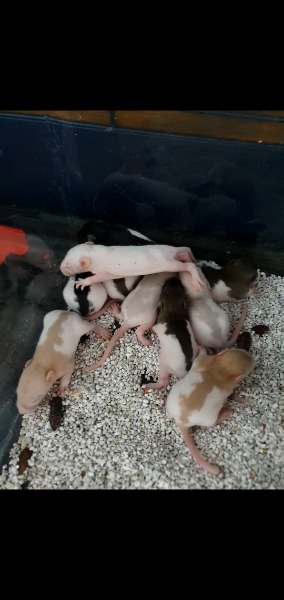 Ratten Babys zu verkaufen