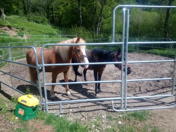 Pferdeboxen in Lamboing Berner Jura zu vermieten Lamboing