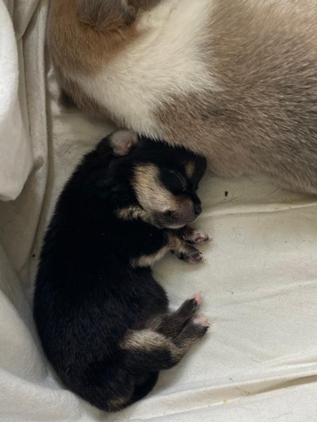 Chihuahua kurzhaar Welpen Weibchen Chihuahua kurzhaar Welpen Weibchen