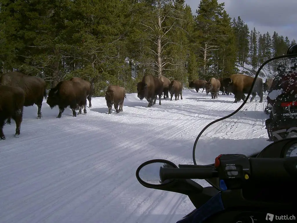Snowmobiling in USA! Wyoming, Montana und Yellowstone N.P.